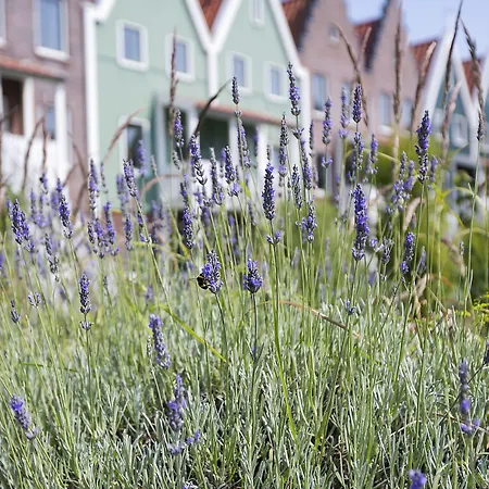 Aldeamento Turístico Roompot Marinapark Volendam